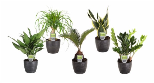 Tropical Plant - Assorted Perspective: front