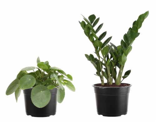 Premium Foliage Perspective: front