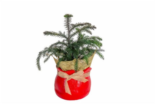 Norfolk Island Pine Perspective: front