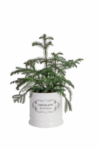 Norfolk Island Pine Perspective: front