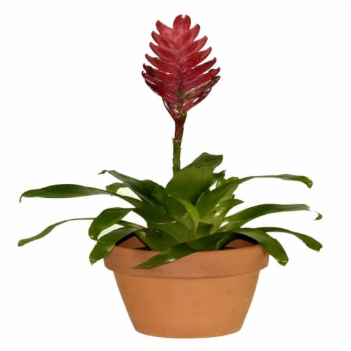 Potted Bromeliad Perspective: front