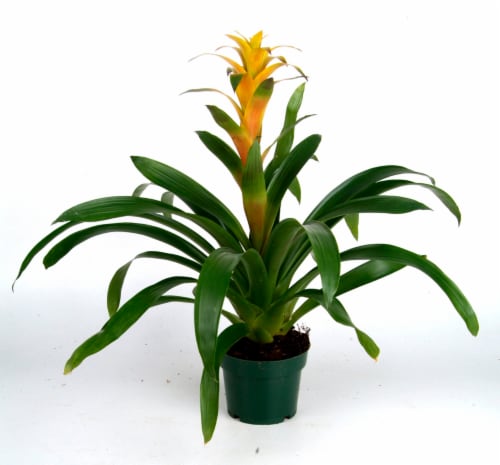 Bromeliads Perspective: front