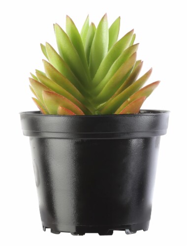 Assorted Succulent Perspective: front