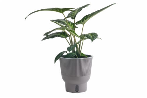 Trending Tropicals Foliage Plant Perspective: front