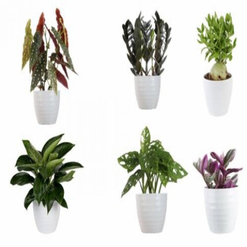 Trending Tropicals New Variety Houseplant - Assorted Perspective: front