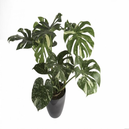 Costa Farms Monstera Deliciosa Thai Constellation, 1 ct Foods Co.