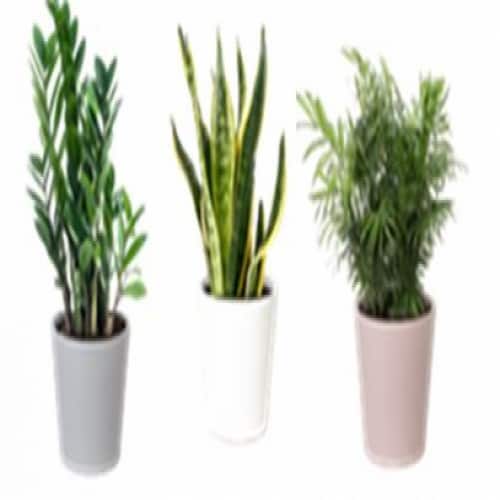Foliage in Simple Elegance Perspective: front