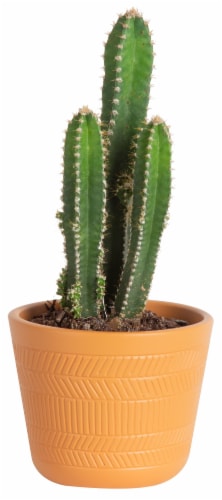 Cacti in Ceramic Pot Perspective: front