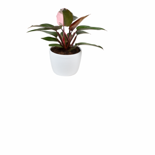 Costa Farms Pink Princess Tropical Potted Plant Perspective: front