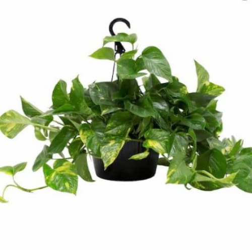 Foliage Hanging Basket Perspective: front