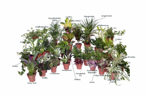 Fred Meyer - Potted Foliage Houseplant, 4 in