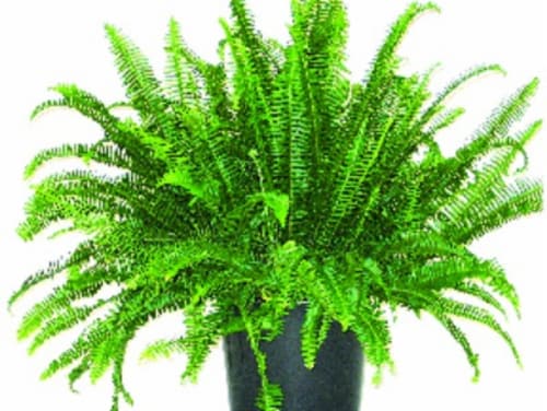 Kimberly Queen Fern Perspective: front