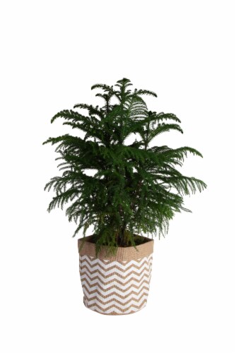 Norfolk Island Pine in Holiday Upgrade Perspective: front