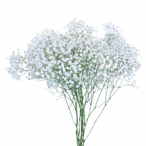 6 Pack Silk Artificial Baby's Breath Flowers with Stem, Babies Breath  Bouquets, PACK - Ralphs