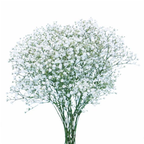 6 Pack Silk Artificial Baby's Breath Flowers with Stem, Babies Breath  Bouquets, PACK - Ralphs