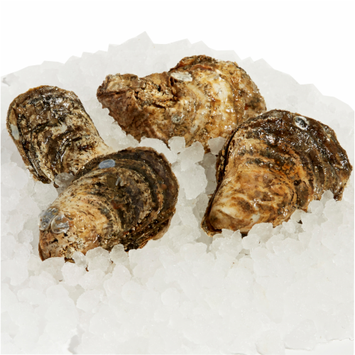 Pacific Oysters Perspective: front