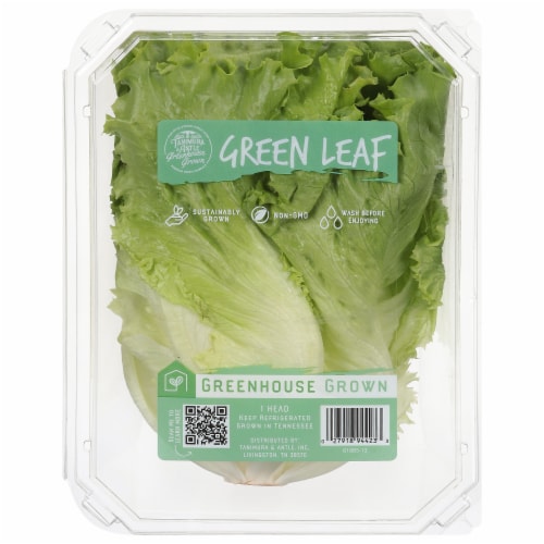 Hydro Green Leaf Lettuce Head Perspective: front