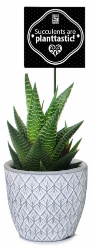 Cactus Succulent in Cement Pot with Pun Decoration Perspective: front
