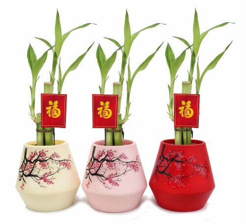 Bamboo in Cherry Blossom Vase with Pick Perspective: front
