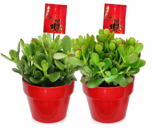 Rocket Farms Jade Potted Plant Perspective: front