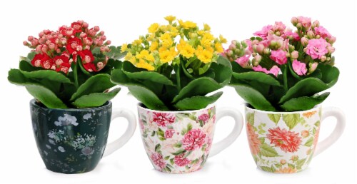 Floral Teacup Calandiva Perspective: front