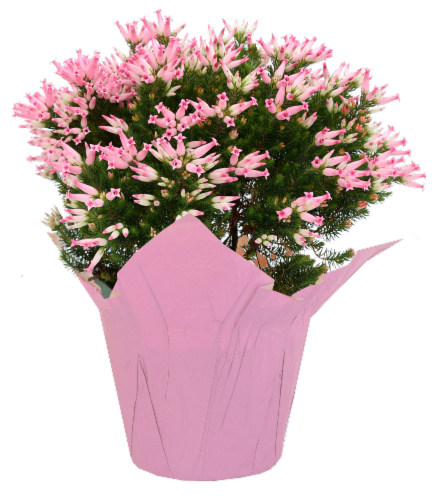 Rocket Farms Heather in Pot Cover Perspective: front