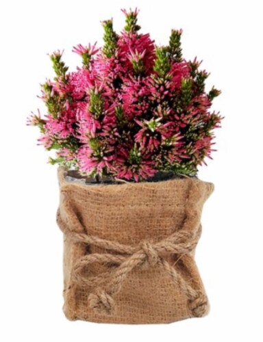 Italian Heather in Square Burlap Perspective: front