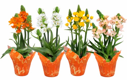 Sun Star Mix Flowering Plant in Covered Pot Perspective: front