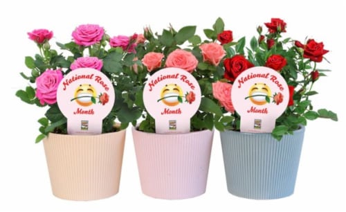 Rocket Farms Mini Rose Tapered Lines Ceramic Perspective: front