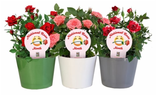 Rocket Farms Mini Rose in Smooth Tapered Ceramic Pot - Assorted Perspective: front