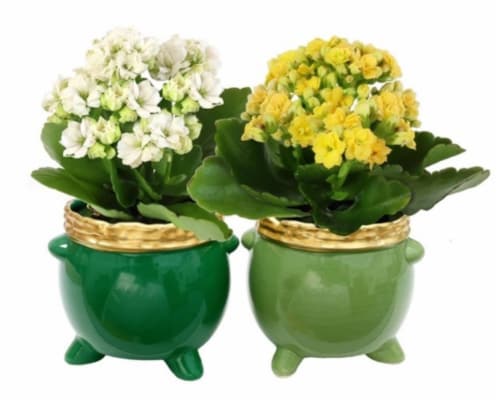 Kalanchoe Plants in Ceramic Pot o' Gold - Light or Dark Green Perspective: front