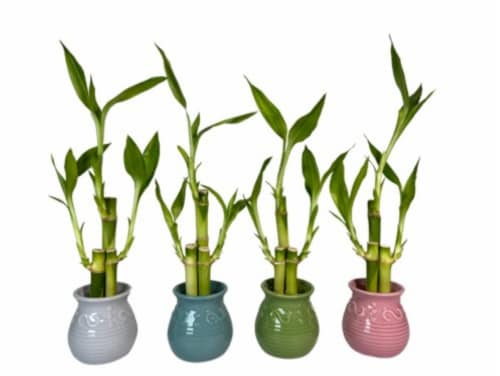 Rocket Farms Three Stem Bamboo in Colorful Jar Perspective: front
