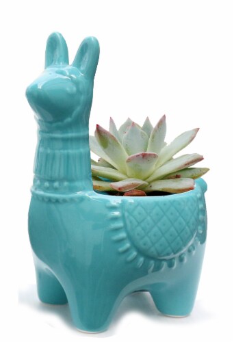 Succulent in Ceramic Llama Potted Plant Perspective: front