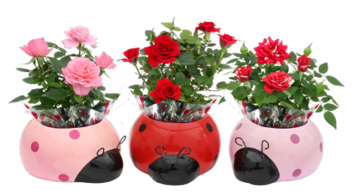 Mini Roses in Lady Love Bug Ceramic Pot Perspective: front