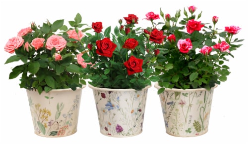 Rocket Farms Mini Rose in Botanical Tin Perspective: front