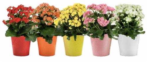 4" Rainbow Kalanchoe in Confetti Ceramic Perspective: front