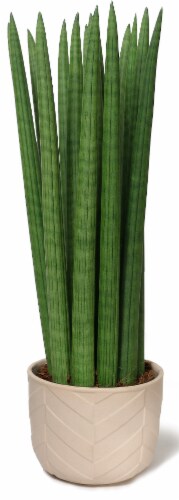 Sansevieria in Mid Century Modern Ceramic Pot Perspective: front