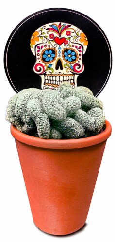 Brain Cactus Succulent Perspective: front