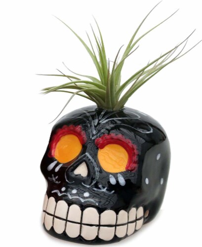 Sugar Skull Ceramic Tillandsia Perspective: front