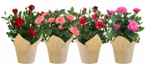 Mini Rose Perspective: front