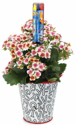 ABC Color Your Own Planter with Kalanchoe Plant Perspective: front