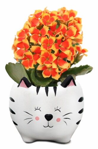 Rocket Farms Ceramic Pet with Calandiva Perspective: front