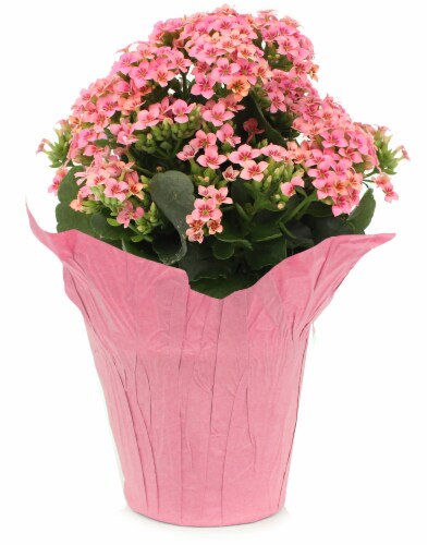 Spring Kalanchoe In Wrap Perspective: front