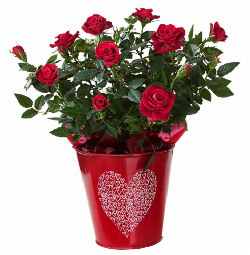 Mini Rose in Heart Tin Perspective: front
