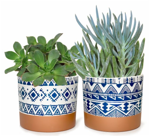 Geo Pattern Potted Succulent Perspective: front