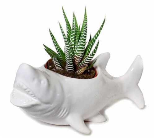 Rocket Farms Succulent Shark Perspective: front