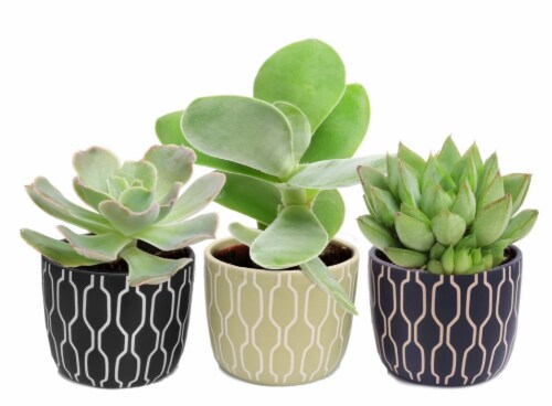 Chain Link Ceramic Succulent Perspective: front