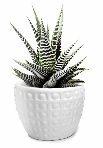 Rocket Farms Patterned Ceramic Succulent - White Perspective: front