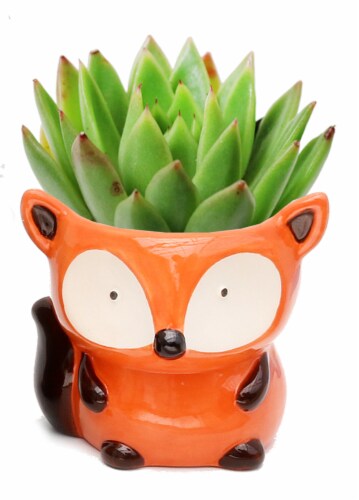 Forest Animal Ceramic Succulent Perspective: front