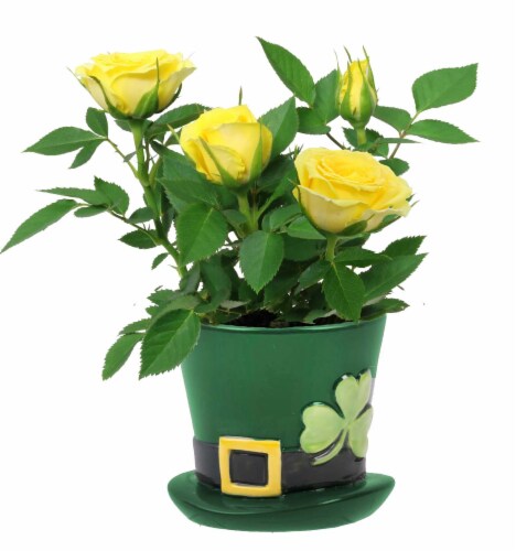 St. Patrick's Potted Yellow Rose Perspective: front